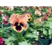 Pansies 4-Pack